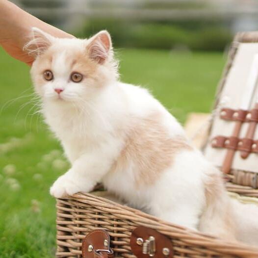 British Longhair Cat Breed Information Purina